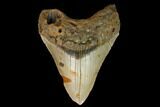 Fossil Megalodon Tooth - North Carolina #124669-1